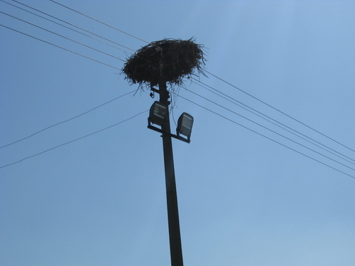 Stork- nest